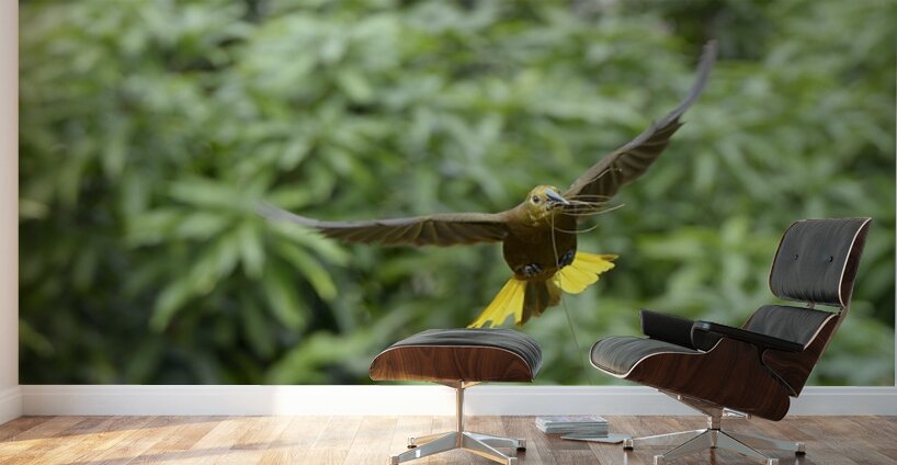 Russet backed oropendola Psarocolius angustifrons
 Wall Murals