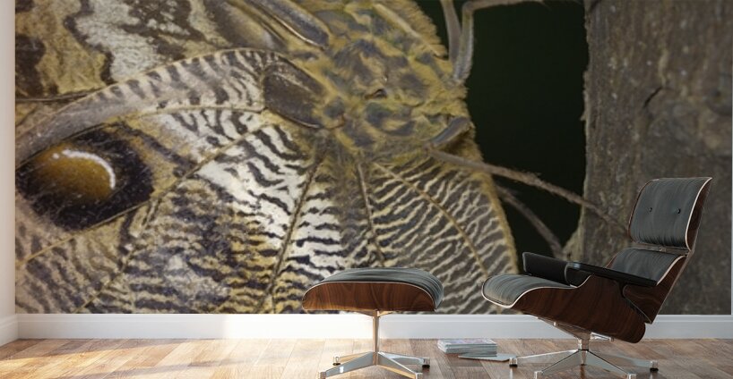 Owl butterfly Caligo idomeneus in the Amazon rainforest Amazon Ecuador Wall Murals