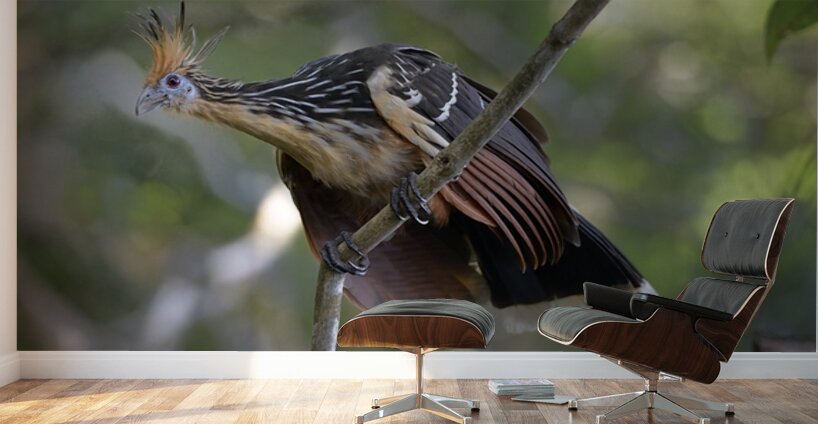 Hoatzin Opisthocomus hoazin on a branch La Selva Jungle Eco Lodge Amazon Basin Ecuador
 Wall Murals