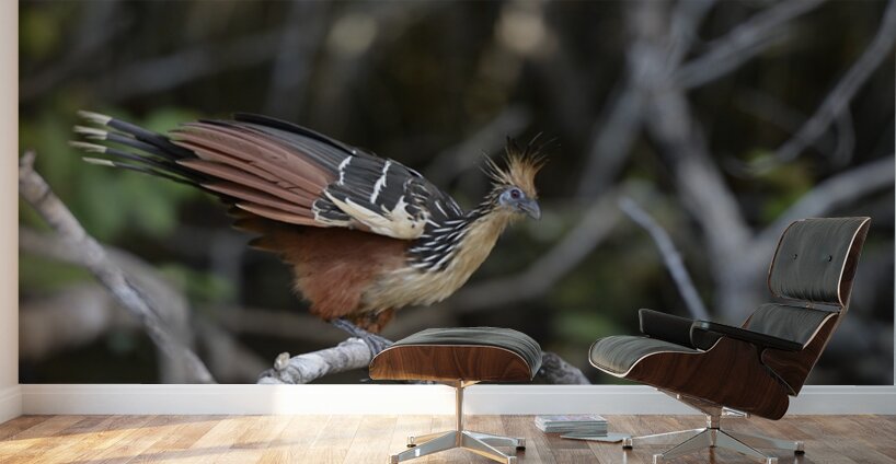 Hoatzin Opisthocomus hoazin on a branch over Lake Garzacocha La Selva Jungle Eco Lodge Amazon Basin Ecuador
 Wall Murals