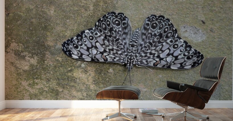 Feronia Cracker  Butterfly Hamadryas feronia Amazon Ecuador Wall Murals