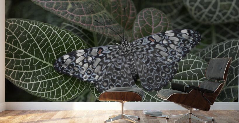 Feronia Cracker  Butterfly Hamadryas feronia Amazon Ecuador Wall Murals