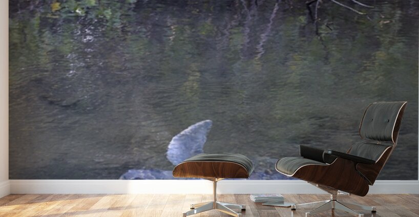 Galapagos green turtle Chelonia mydas agassisi Elizabeth Bay Isabela Island Galapagos Islands Ecuador Wall Murals