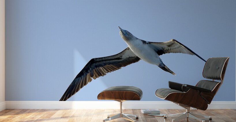Blue footed Booby Sula nebouxii Punta Moreno Isabela Island Galapagos Islands Ecuador Wall Murals