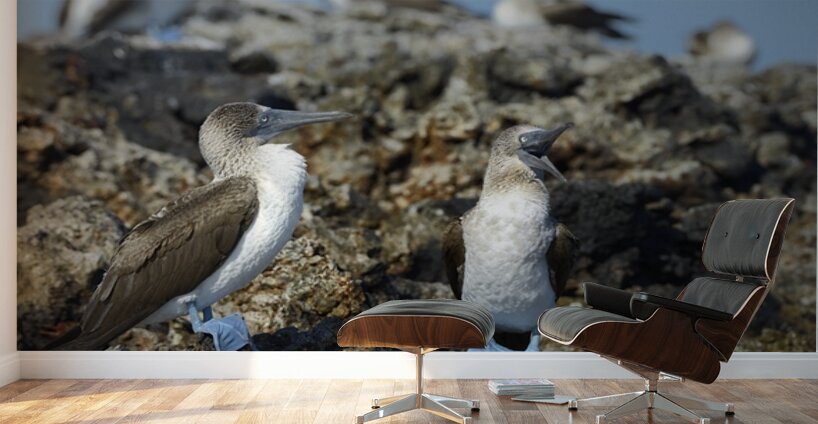 Blue footed Booby Sula nebouxii Punta Moreno Isabela Island Galapagos Islands Ecuador Wall Murals