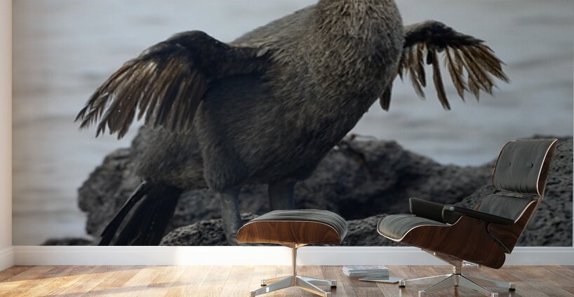 Flightless Cormorant or Galapagos Cormorant Phalacrocorax harrisi Urbina Bay Isabela Island Galapagos Islands Ecuador Wall Murals