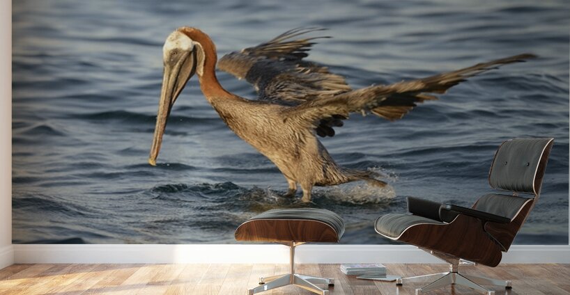 Brown Pelican Pelecanus occidentalis Elizabeth Bay Isabela Island Galapagos Islands Ecuador Wall Murals