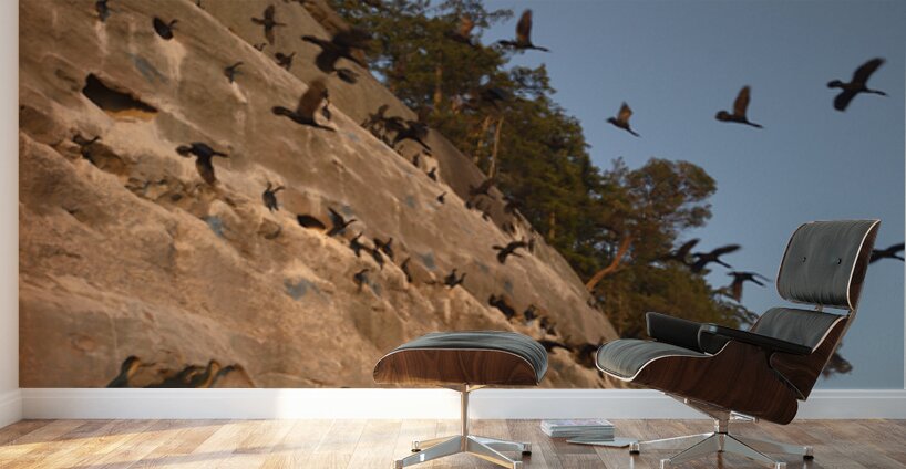 CORMORANTS FLYING ABOVE SCULPTED SANDSTONE CLIFFS Wall Murals