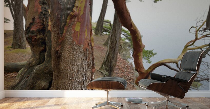 Arbutus tree at Panther Point  Wall Murals