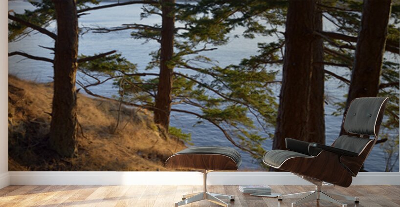 Fir trees on a grassy hillside. James Island Wall Murals