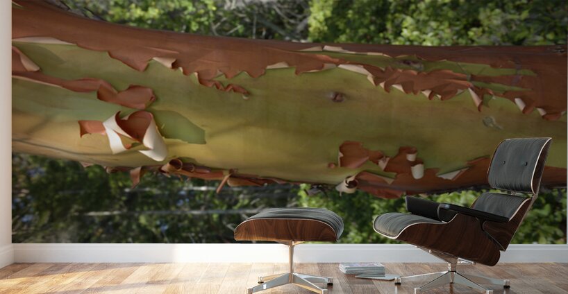 Madrona tree trunk with peeling bark Wall Murals