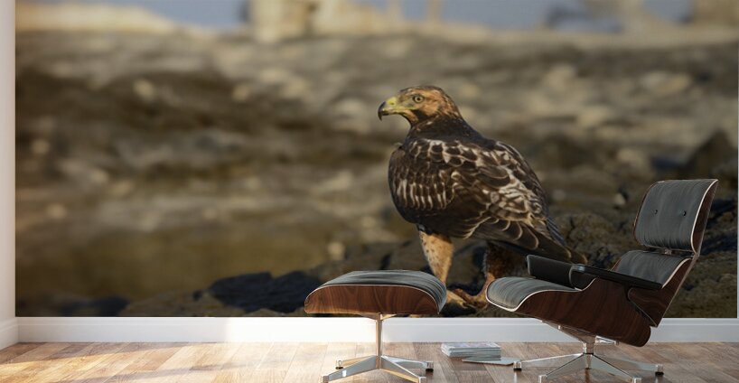 Galapagos Hawk Buteo galapagoensis perched on lava Wall Murals