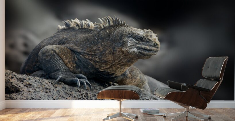 KO EC 9612 Wall Murals