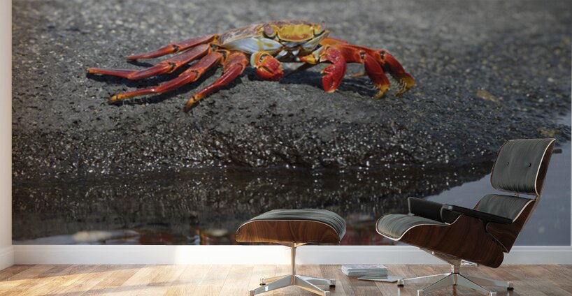 KO EC 10178 Wall Murals