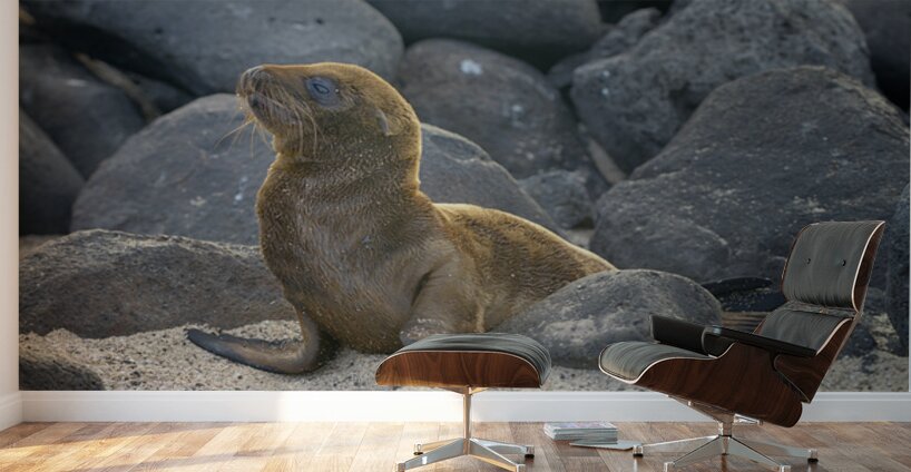 KO EC 14065 Wall Murals