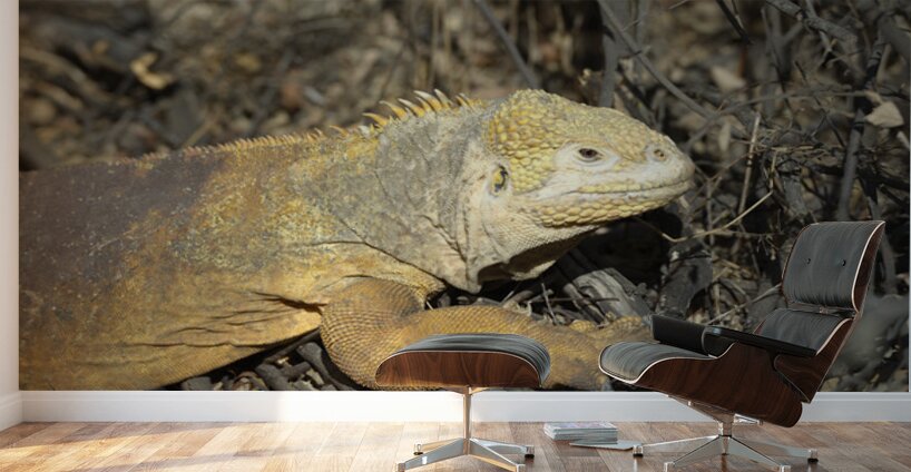 Galapagos land iguana. Isabela Island. Galapagos Islands. Ecuador Wall Murals