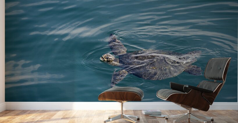 Galapagos green turtle. Isabela Island. Galapagos Islands. Ecuador Wall Murals