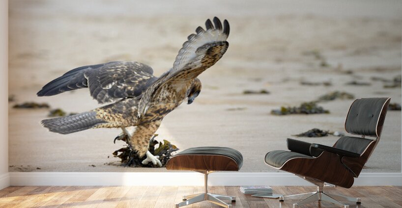 Galapagos Hawk landing on Espumilla Beach. Santiago Island. Galapagos Islands. Ecuador Wall Murals
