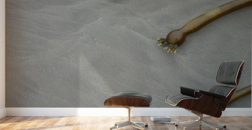 Bull kelp Florencia Beach Pacific Rim National Park Wall Murals