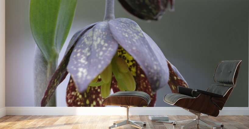 KO A48342a Wall Murals