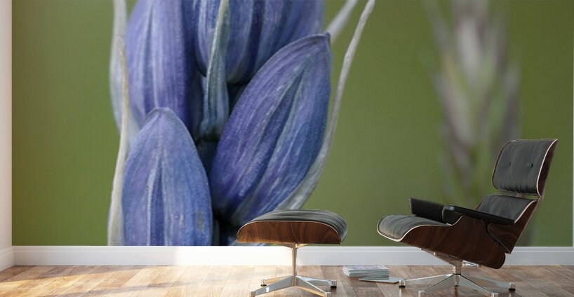 Common Camas Camassia quamash Mt. Tzouhalem Ecological Reserve Cowichan Valley British Columbia Canada Wall Murals