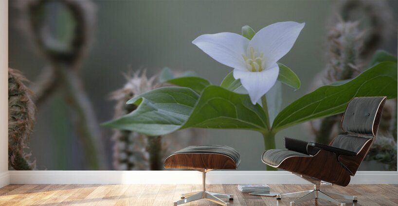 KO A17880 Wall Murals