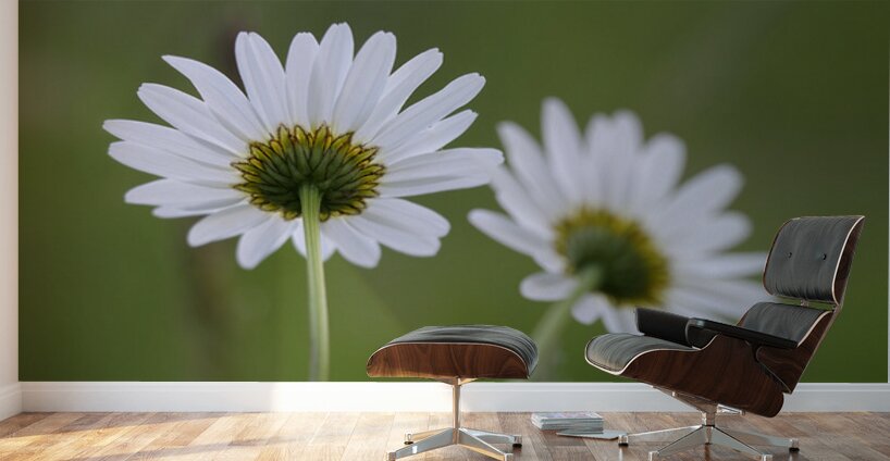 Farm in the Cowichan Valley Vancouver Island British Columbia Canada. Wall Murals