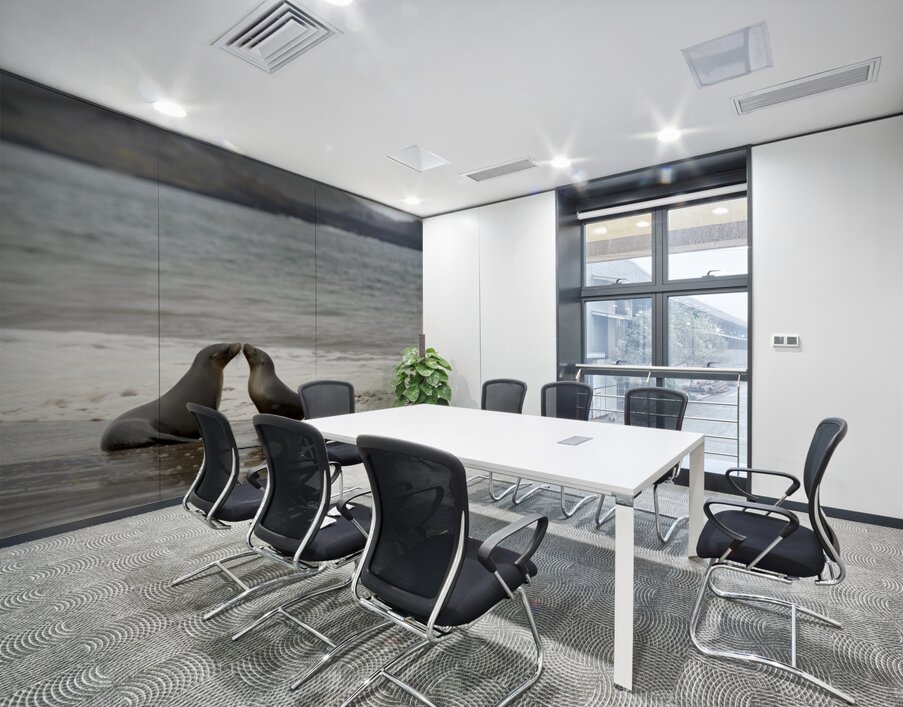 Galapagos sea lions Wall Printing