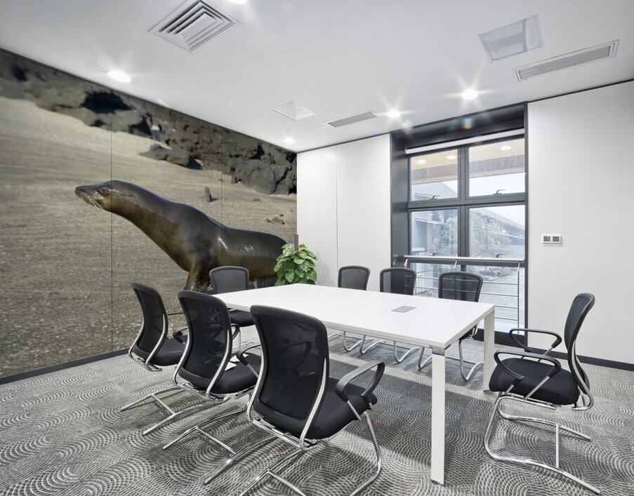 Galapagos sea lion male charging Punta Espinosa Fernandina Island Galapagos Islands Ecuador Wall Printing