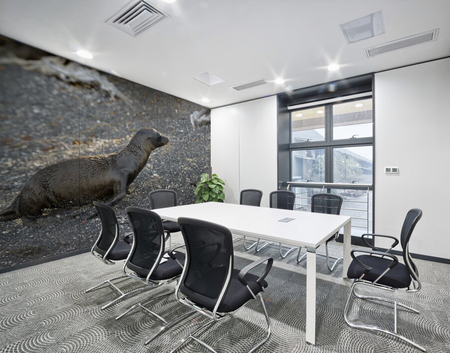 Galapagos sea lion Zalophus californianus wollebaeki juvenile Punta Espinosa Fernandina Island Galapagos Islands Ecuador
 Wall Printing