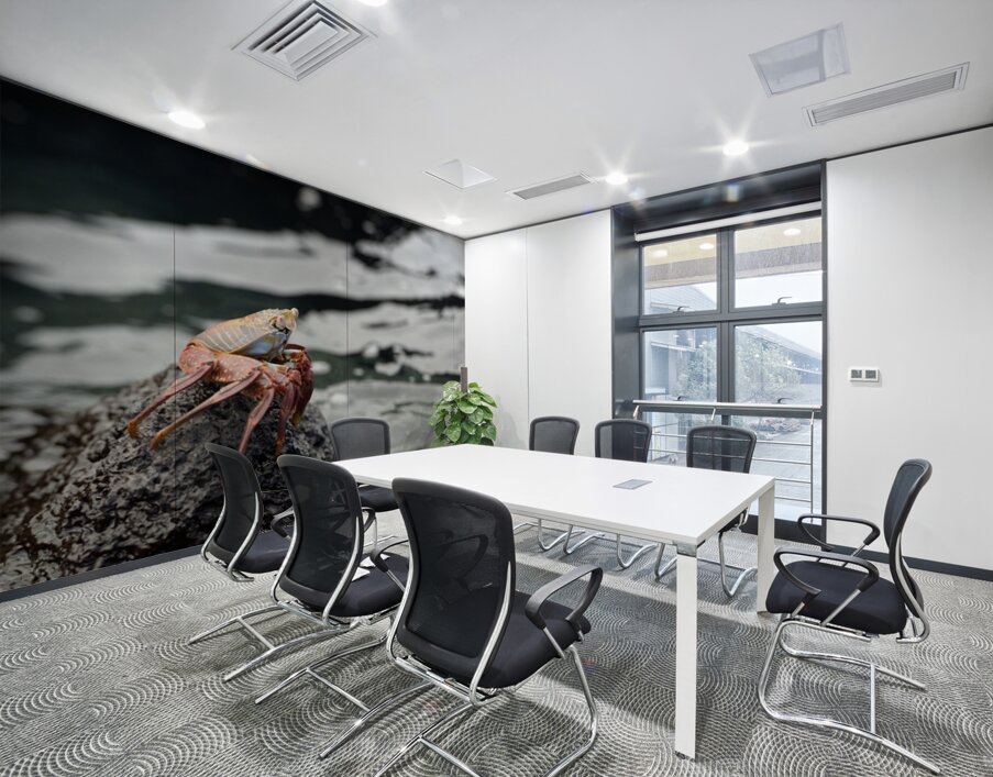 Sally Lightfoot crab Grapsus grapsus Urbina Bay Isabela Island Galapagos Islands Ecuador Wall Printing