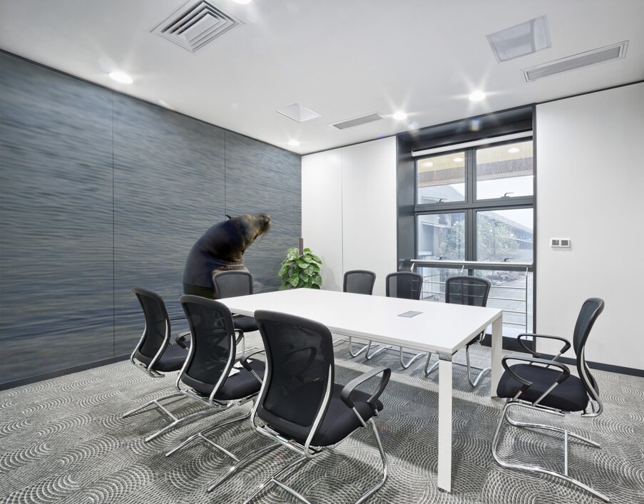 Galapagos sea lion Zalophus wollebaeki stretching Punta Espinosa Fernandina Island Galapagos Islands Ecuador Wall Printing
