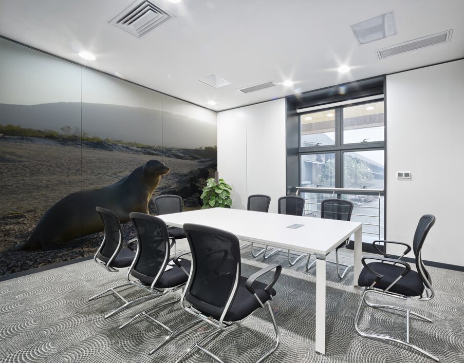 Galapagos sea lion Zalophus wollebaeki backlit Punta Espinosa Fernandina Island Galapagos Islands Ecuador Wall Printing