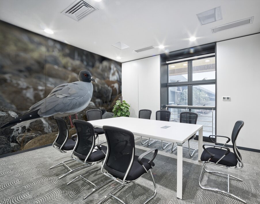 Swallow tailed Gulls Creagrus furcatus North Seymour Island Galapagos Islands Ecuador
 Wall Printing