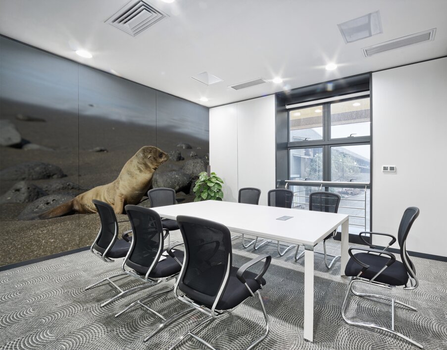 Gal?pagos sea lion Zalophus wollebaeki pup Puerto Egas Santiago Island Galapagos Islands Ecuador Wall Printing