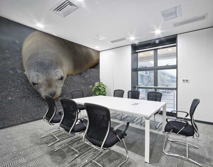Galapagos sea lion Zalophus wollebaeki Puerto Egas Santiago Island Galapagos Islands Ecuador Wall Printing