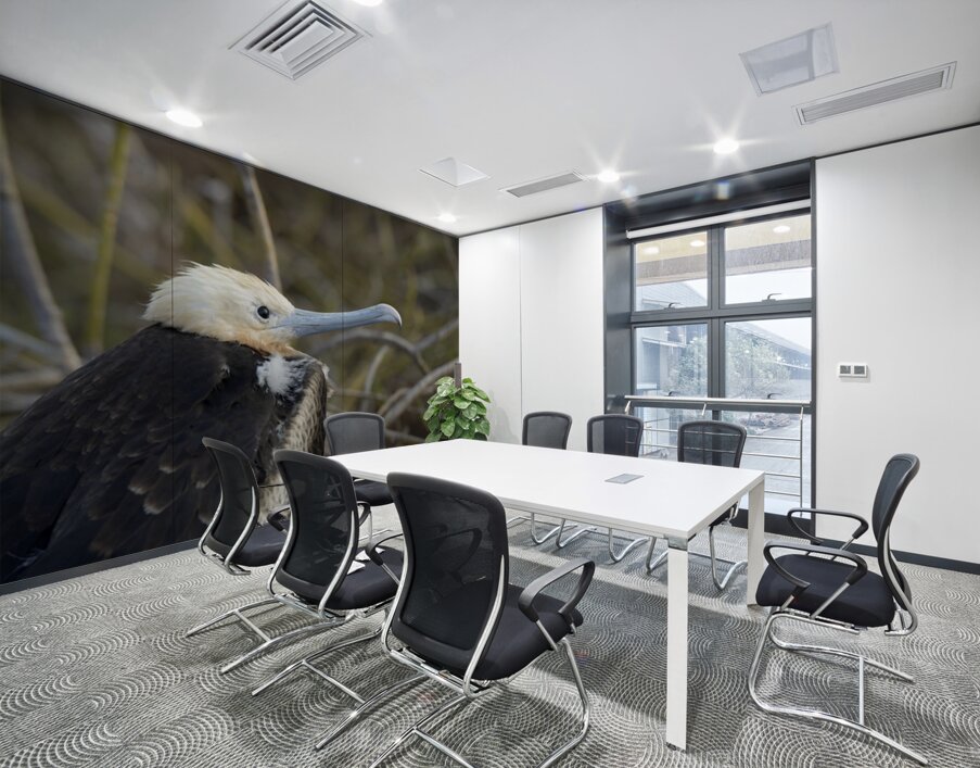 Magnificent Frigatebird Fregata magnificens immature with white head and blue beak North Seymour Island Galapagos Islands Ecuador
 Wall Printing