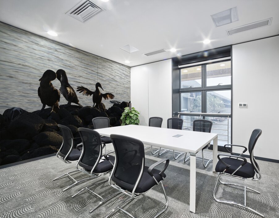 Flightless Cormorants Phalacrocorax harrisi stretching their wings. Punta Espinosa. Fernandina Island. Galapagos Islands. Ecuador Wall Printing