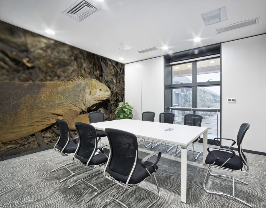 Galapagos land iguana. Isabela Island. Galapagos Islands. Ecuador Wall Printing