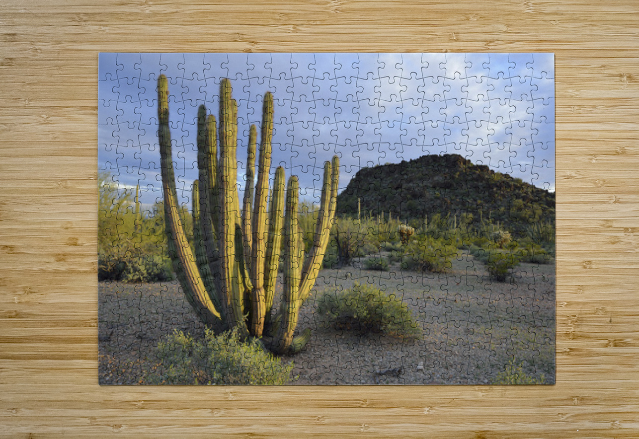 Organ Pipe Cactus Kevin Oke Puzzle printing