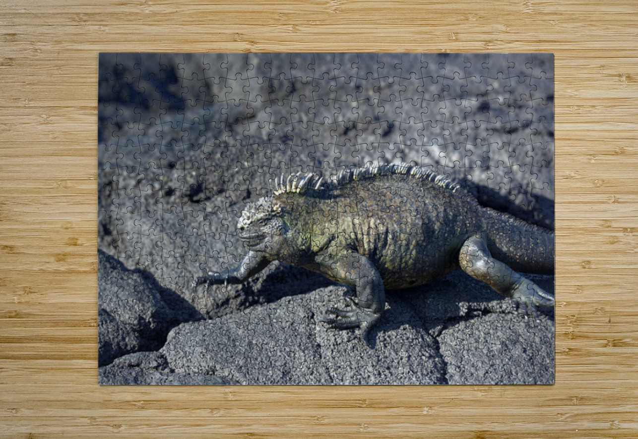 Marine Iguana Kevin Oke Puzzle printing