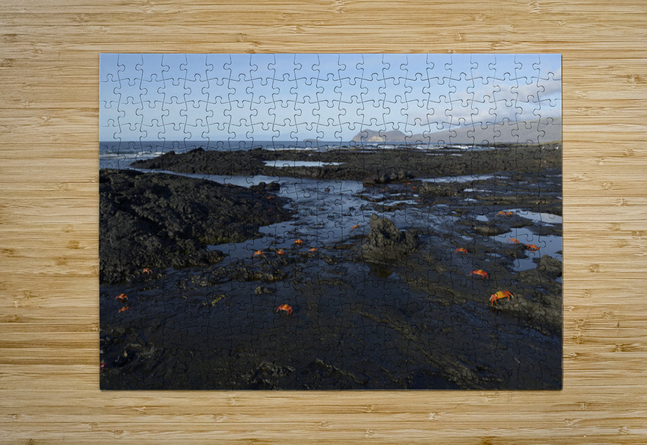 Sally Lightfoot crabs Kevin Oke Puzzle printing