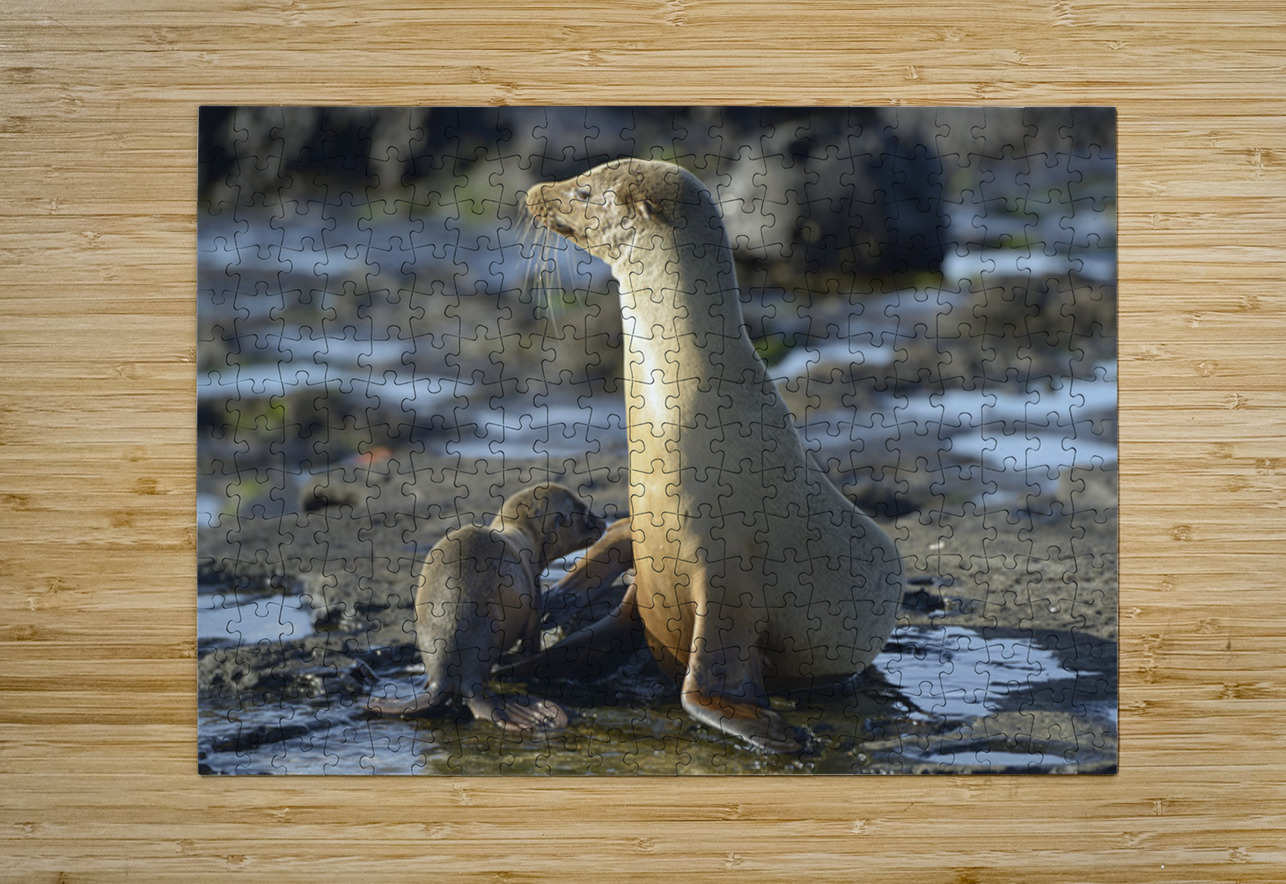 Galapagos sea lion Kevin Oke Puzzle printing