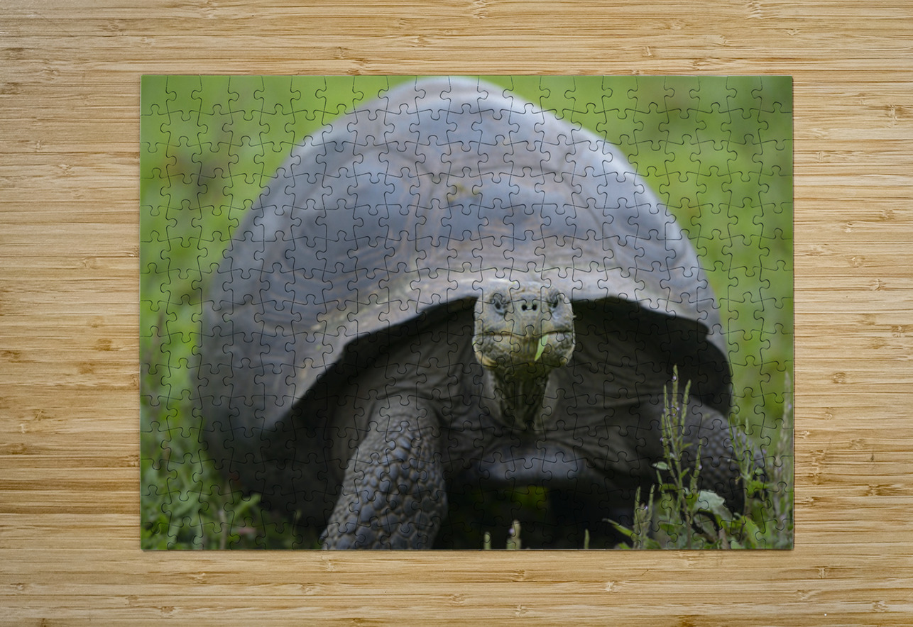 Galapagos giant tortoise Kevin Oke Puzzle printing