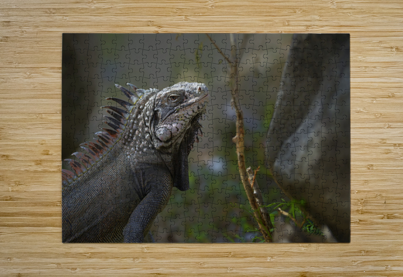 Green Iguana Kevin Oke Puzzle printing