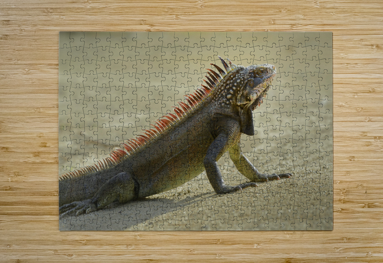 Green Iguana Kevin Oke Puzzle printing