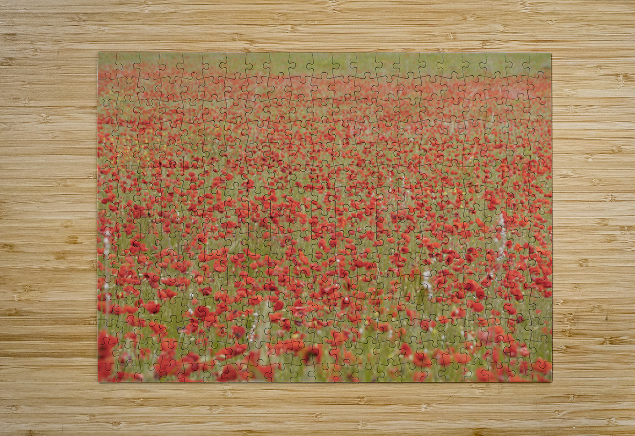 Red poppies - Roussillon Kevin Oke Puzzle printing