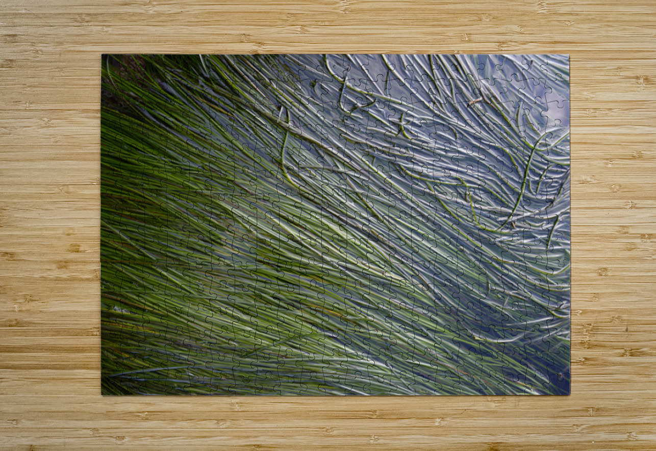 Eel grass in a tide pool Kevin Oke Puzzle printing
