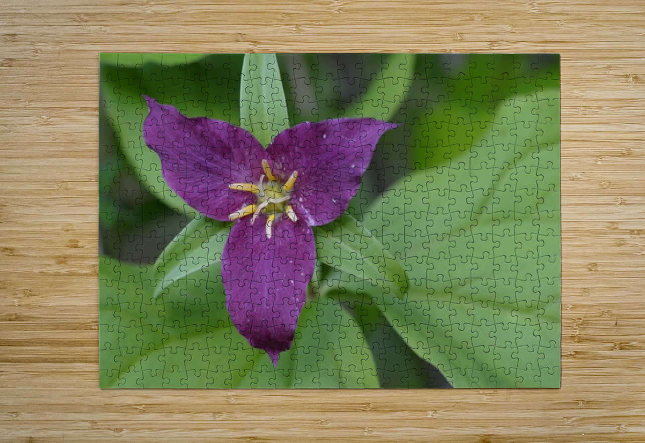Western Trillium Trillium ovatum Cowichan Valley Vancouver Island British Columbia Canada Kevin Oke Puzzle printing