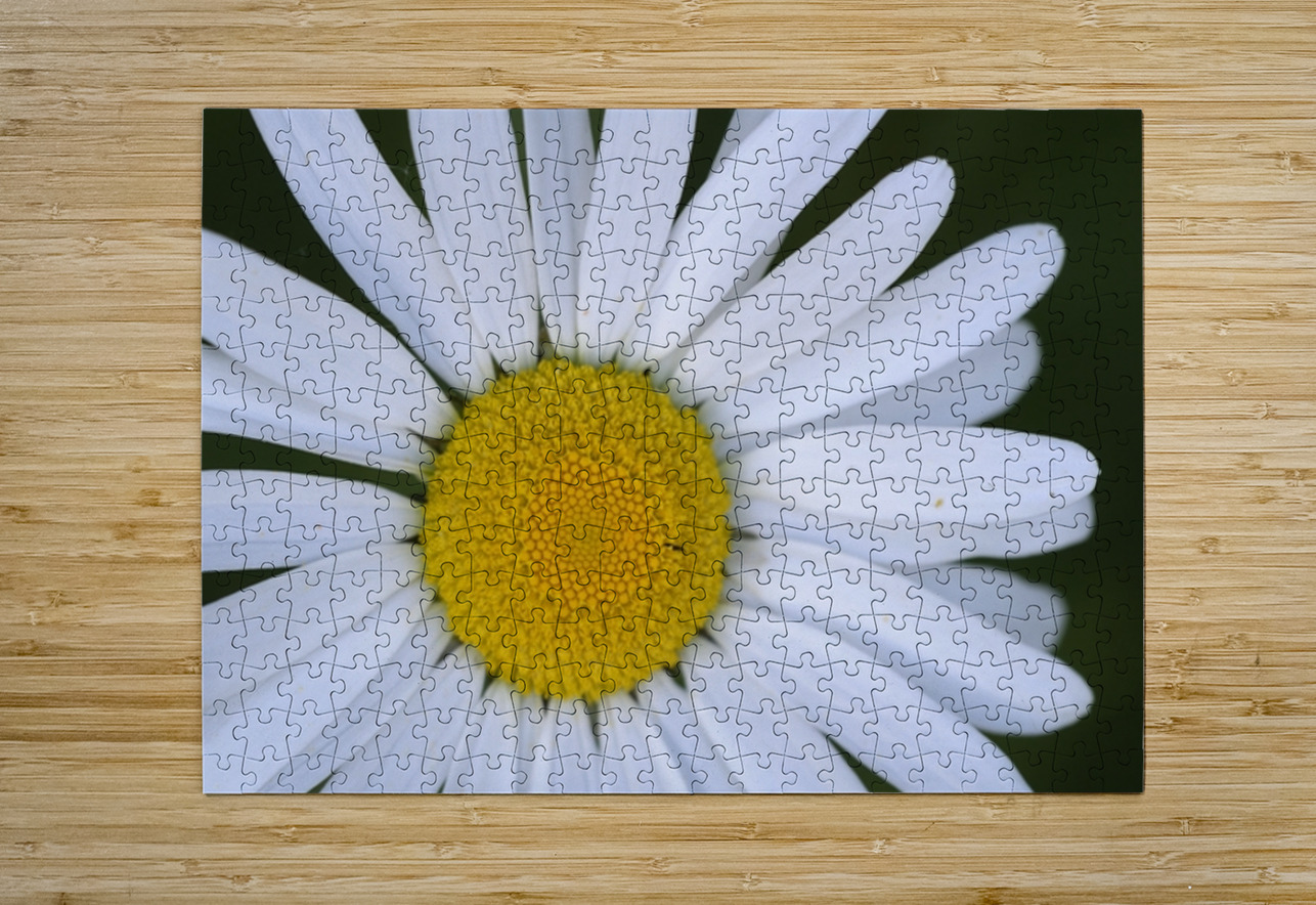 Daisy Cowichan Valley Vancouver Island British Columbia Canada Kevin Oke Puzzle printing